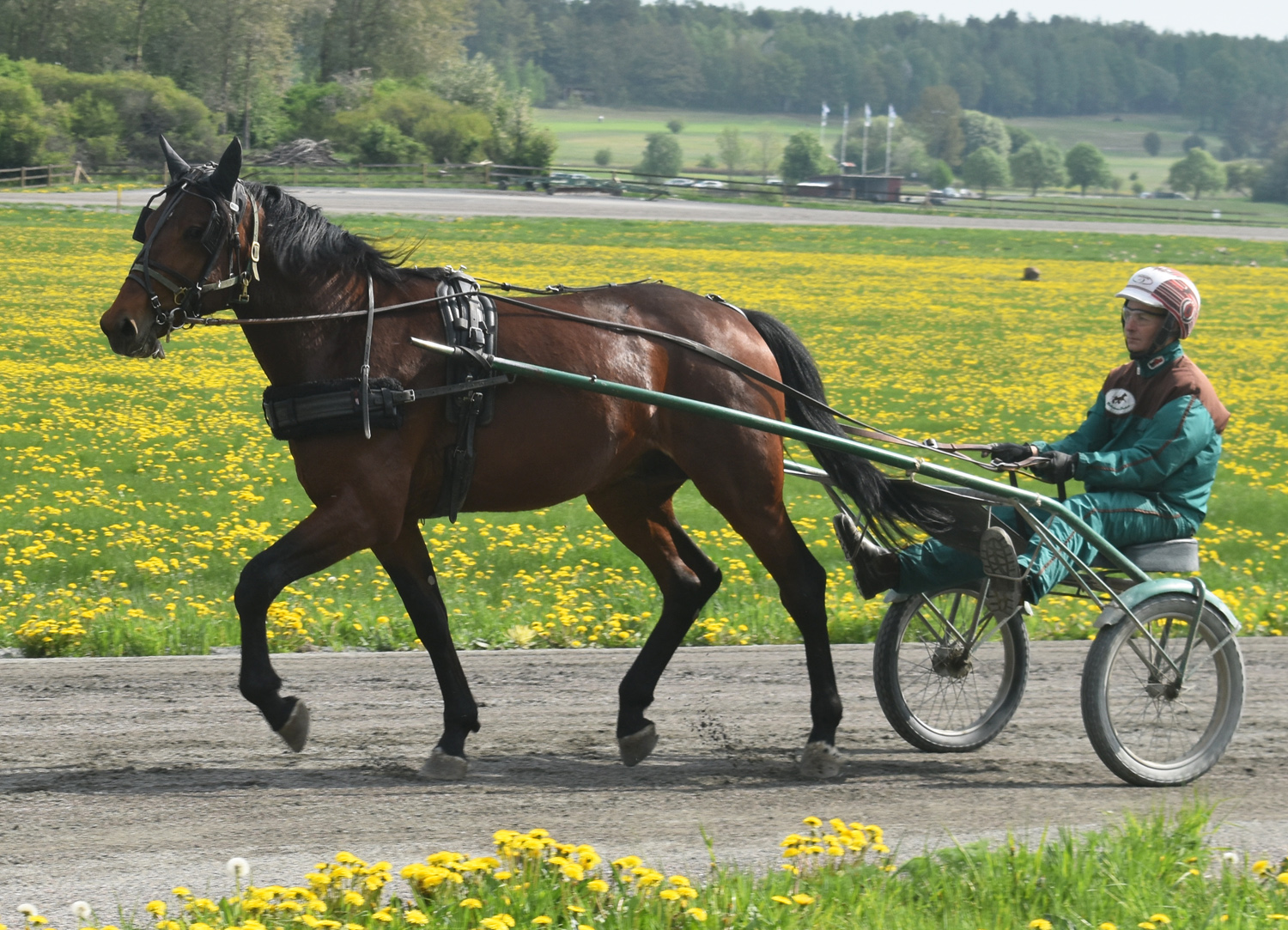 Cheek To Cheek är vår nya hingst. Foto; A.Lindblom